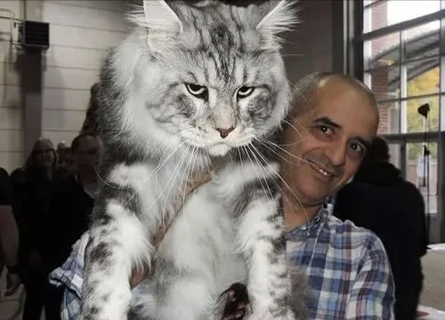 养猫图快乐，一时买一时爽，养这三种猫咪劝退！