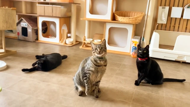 被人伤害过的流浪猫，拖着病体和人求助，为求收留努力讨好家猫