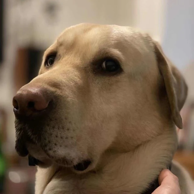 爱犬上七千元礼仪课回家三天又咬人，主人：自己有责任