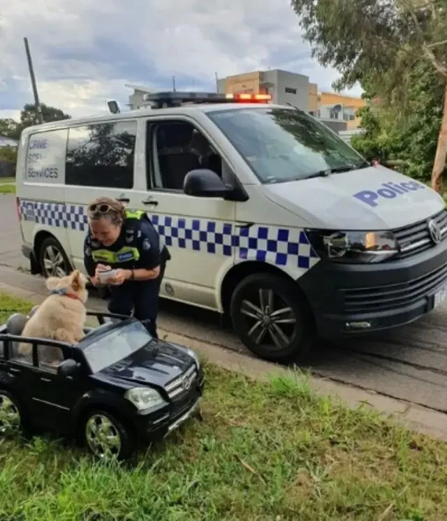 惊见狗狗在驾车独自行驶，执勤警察上前盘查，结局实在太暖心！