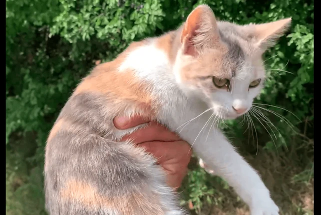 猫咪一家被遗弃在路边草丛，它们待在原地三天没动，已没力气走路