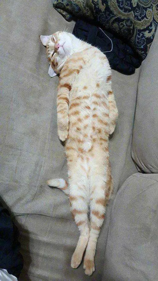 猫咪有哪些奇葩的睡姿？看过之后让人忍俊不禁！