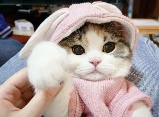 冬天养三花猫，要注意这几点，不然会害了它