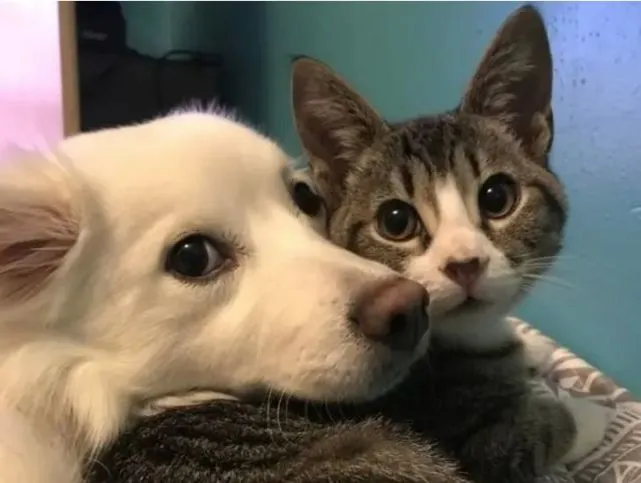 哪些人适合养猫？看完你就知道了