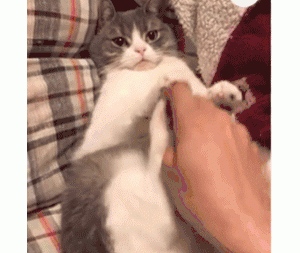 猫咪“最讨厌”的几件事，很多宠主在做，难怪它这么恨你！
