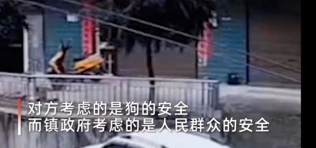 流浪狗的可怜与凶残：一男童被其咬伤面部