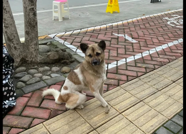 成都街头的狗狗，被主人打残后靠吃百家饭活了下来，看背影好心疼！