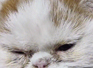 破塑料袋里躺着1只猫咪，凑近看清后十分心疼：原主人家里有矿？