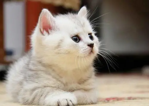 养土猫真的很丢人吗？