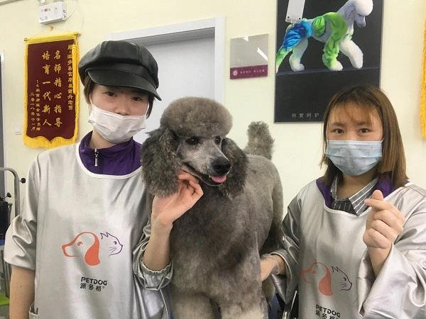 有人花7000元给狗培训礼仪，狗还是狗，但这狗主人却病得不轻