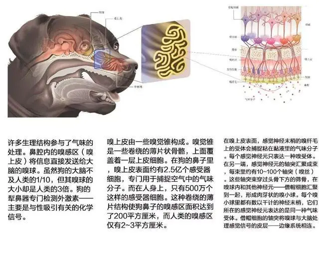 邻居把狗打了，狗从此见到邻居就咬，为何狗如此记仇？