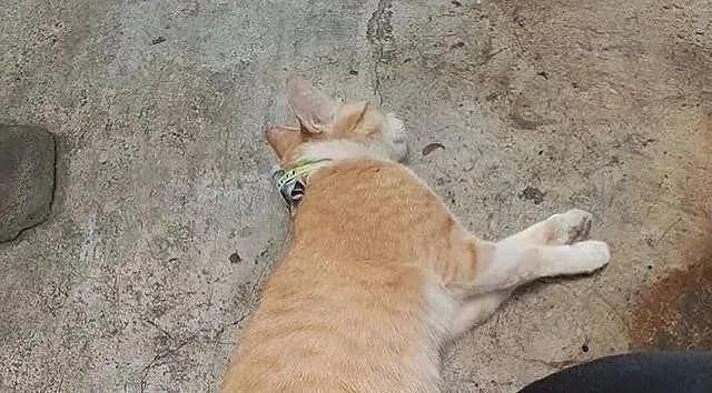橘猫一夜未归，再回来时瘫在地上脖子里塞了10块钱：干嘛去了？