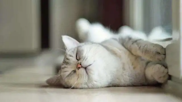 铲屎官不在家的时候，猫咪在做这些事情