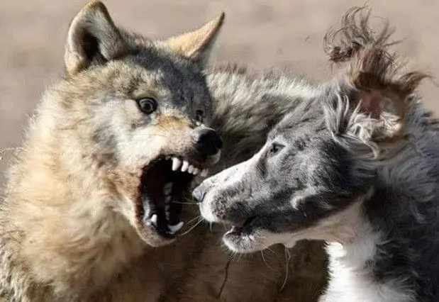 “防狼项圈”真的能保护牧羊犬吗？狼不会攻击牧羊犬其他位置？