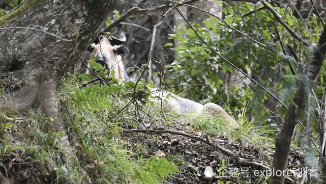 我是很可爱啊！但你摸我一下试试？
