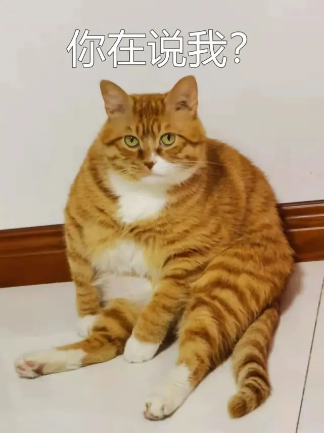 关于“大橘”的那些小事儿，你知道吗？