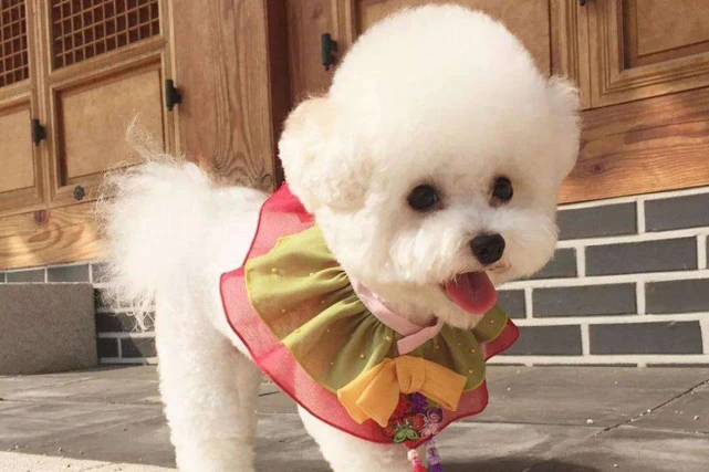 比熊犬性格解析，忠厚温和呆萌笨，贪吃粘人会撒娇
