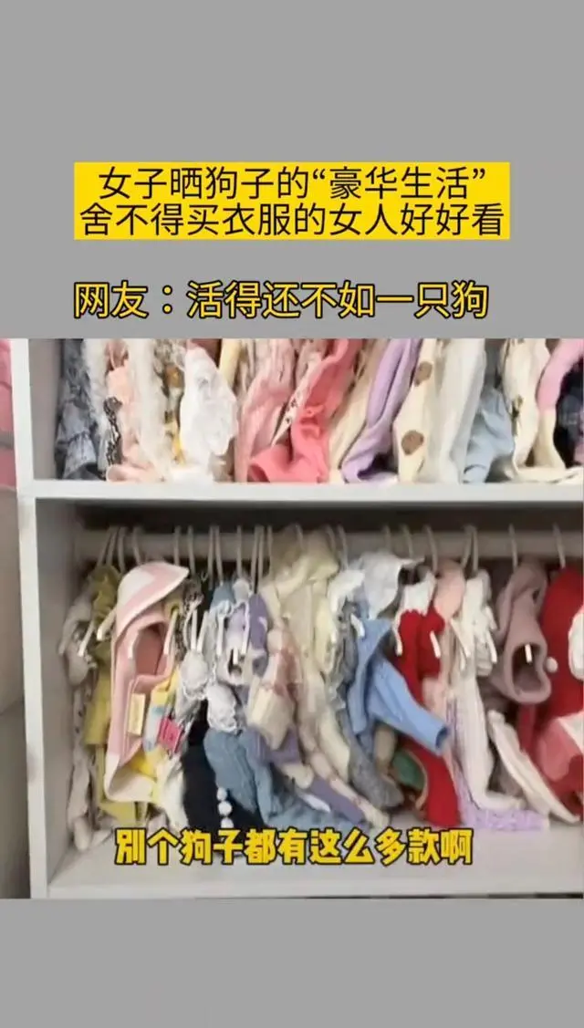 女子晒宠物狗的奢华生活，衣食住行高大上，网友：活得不如一条狗