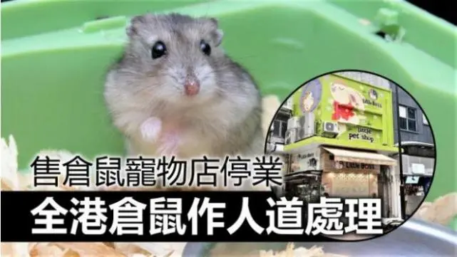 港媒：铜锣湾一宠物店仓鼠阳性，店员和顾客先后确诊，不排除动物传人情况