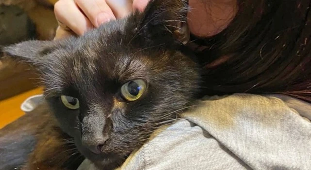 主人在电话里听出失踪8个月的猫咪叫声