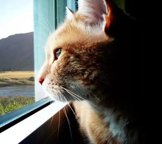 猫咪换了新的主人后，会感觉到难过吗？