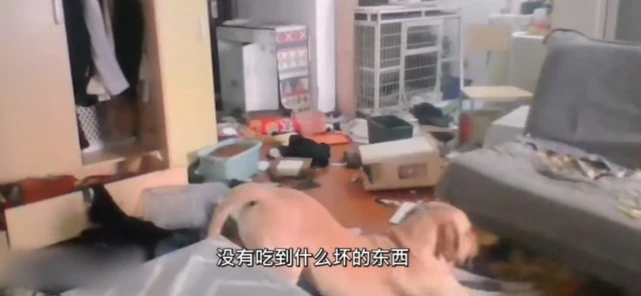 女子隔离14天通过监控看狗子把家拆完：每天都有新的拆家计划