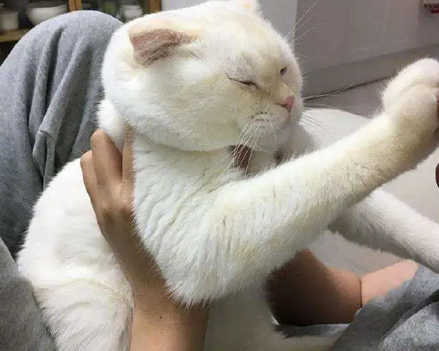铲屎官“亲吻猫咪”的行为，在猫咪眼中意味着什么？