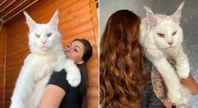 俄罗斯宠物猫个头太大 主人晒照被怀疑P图