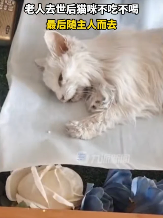 老人病逝后小猫不吃不喝两天身亡，家属：葬在一起