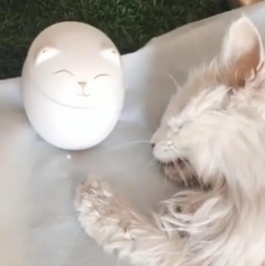 河北一老人病逝后猫咪绝食而亡，两天不吃不喝，真情令人动容