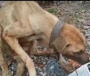 狗狗遭虐待瘦成皮包骨，为救6只小狗，它数次尝试咬断绳子！
