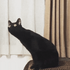 想要养猫的人，请记住这4种猫，见到了扭头就走