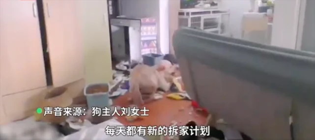西安女子被隔离，监控中狗子疯狂拆家：差不多可以重新装修了