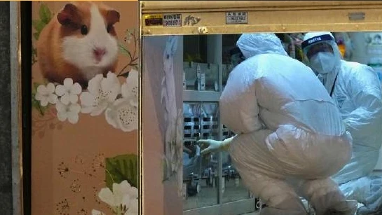 2千仓鼠 却引发香港防疫最激烈争论：该不该杀
