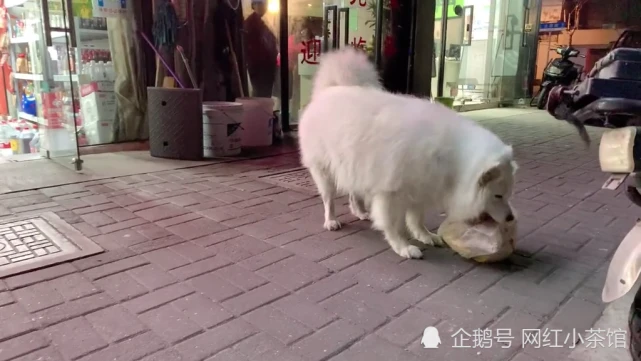 白胖子的狗粮都是自己“挣”来的，每天叼着一个饭碗走街串巷