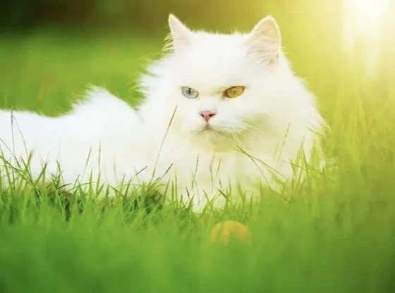 “土猫”也有不同的种类！这几种颜值超高的田园猫，你认识吗？