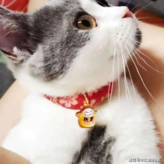 猫咪“最讨厌”这些事，宠主要注意，别被它嫌弃了