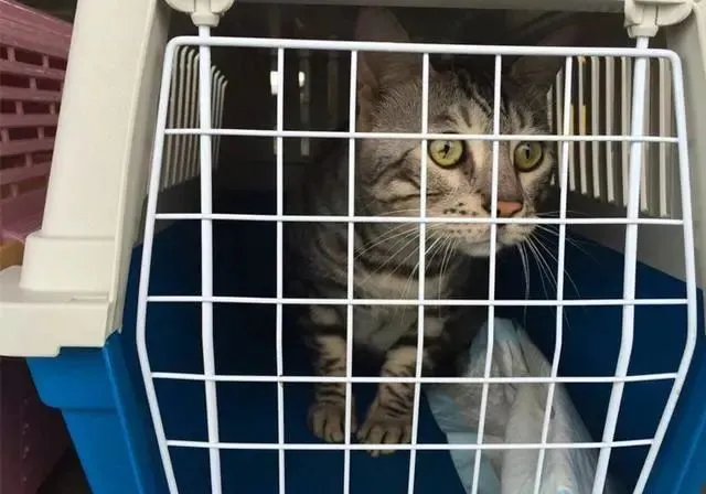 “春节回家过年，我想把猫丢了”：不负责的主人，真的别养宠物