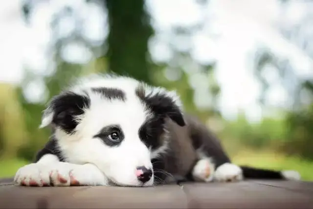 边牧专栏丨能让边境牧羊犬进卧室睡觉吗？