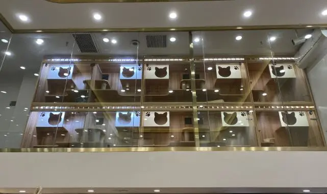 【爱购】需求大增，智能产品升级宠物生活