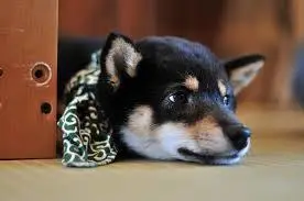 柴犬有什么性格特点？强大而又迅猛的猎犬魅力