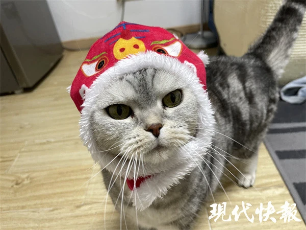 春节宠物装饰网络热销，喵星人、汪星人也有过年仪式感了