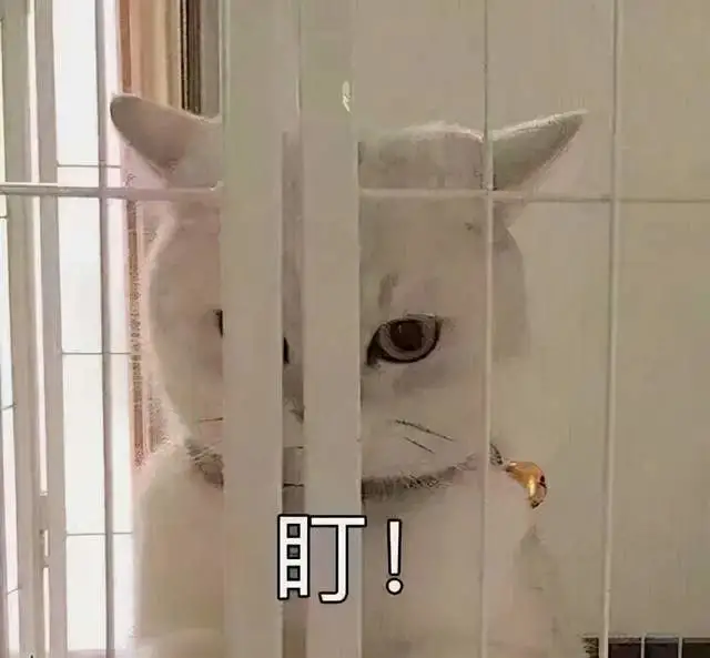猫咪一天需要多少牛磺酸？新手必备6个问题