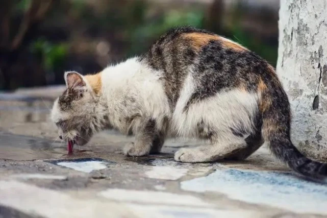 流浪猫都会愿意被收养吗？并不是，主要还得看猫的性格