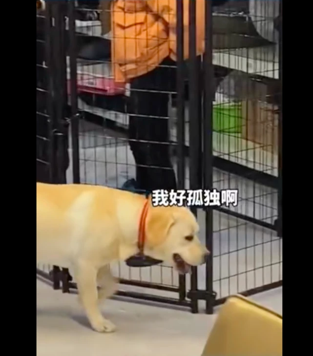 网友和朋友在狗笼子里讲话，金毛在外面好着急：让我无笼可进？