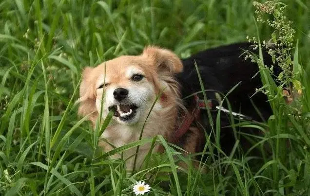 狗在草地上，突然拼命的吃草，这到底是为什么？