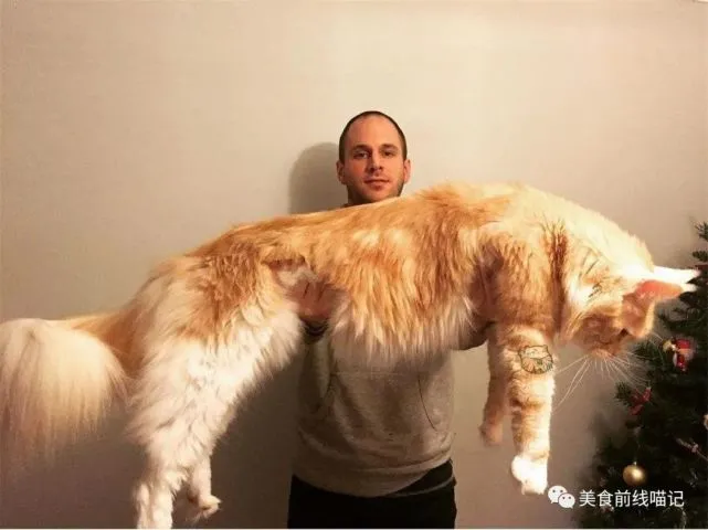 两岁时的重量就超过12公斤，俄罗斯有一只缅因猫形如雪豹