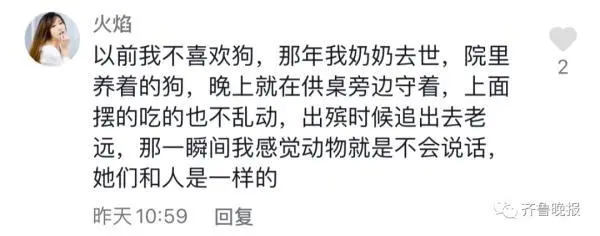 主人去世猫咪绝食而亡，网友评论泪目了