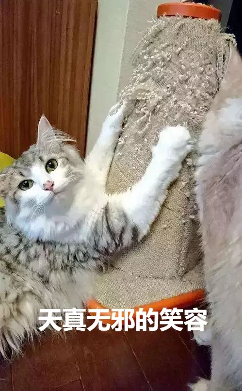 猫咪为什么总喜欢乱抓家具呢？