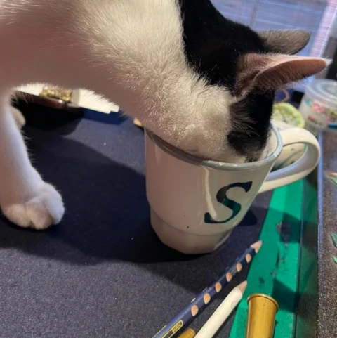 孙俪练书法猫咪捣乱 被甩一身墨水
